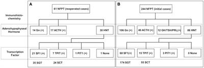 Pathological characteristics of reoperated regrowing clinically nonfunctioning pituitary tumor cases in comparison with initial surgical cases